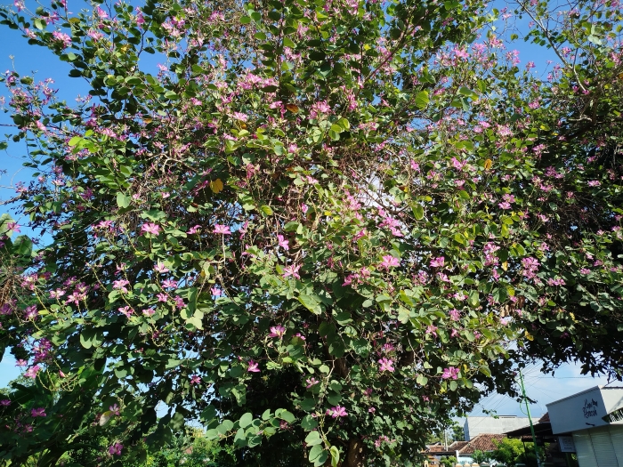 Tips untuk menanam serta merawat bauhinia purpurea.
