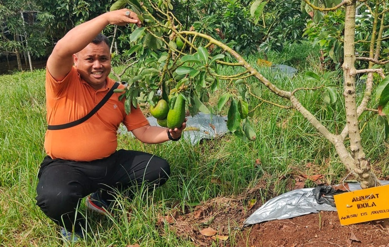 GO GREEN: Mohammad Yazid Sofyan memegang buah alpukat aligator yang ditanam di lahan Perhutani KPH Banyuwangi Barat Dusun Wonoasih, Desa Bumiharjo, Kecamatan Glenmore pada Jumat (18/5).