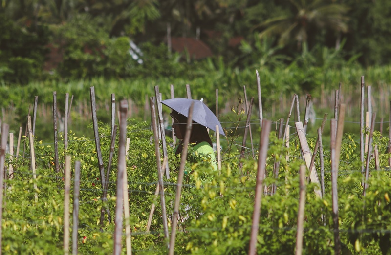 PANEN: Petani cabai asal Desa Temuasri, Kecamatan Sempu Sumarsih memanen tanamannya di sawah Selasa (20/5).
