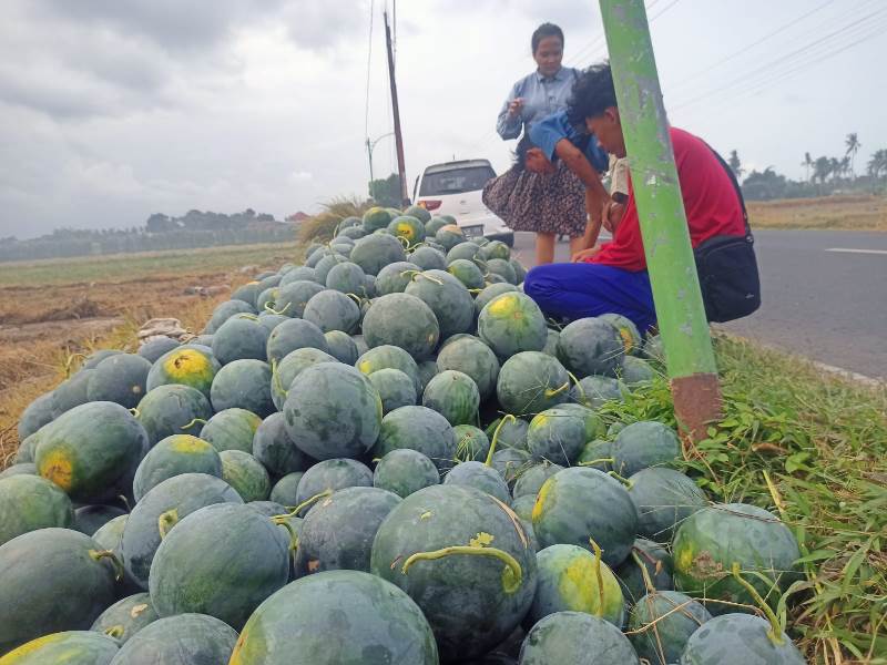 MURAH: Musim panen raya semangka di Dusun Palurejo, Desa Tembokrejo, Kecamatan Muncar harganya malah anjlok di Rp 3.000 per kilogram Rabu (21/5).