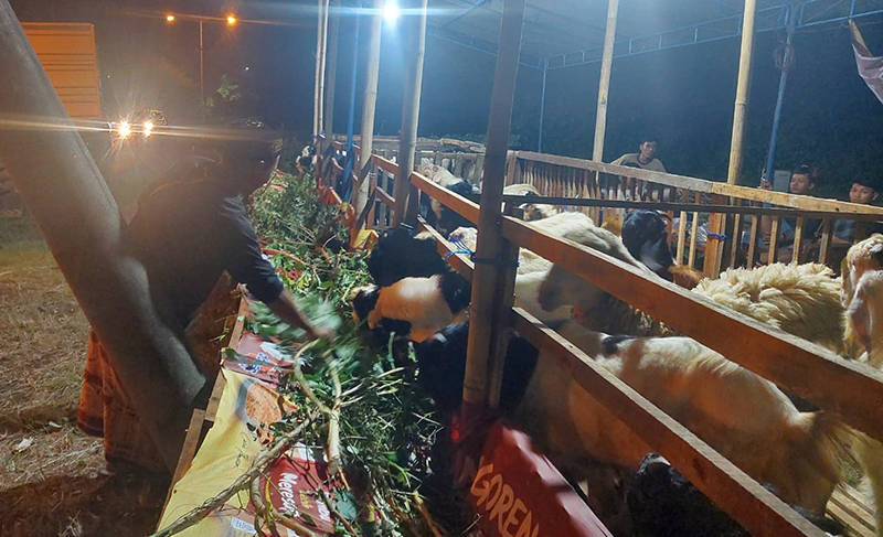 MASIH MINIM PEMBELI: Heri Susanto memberi makan kambing-kambing dagangannya di wilayah Kelurahan Kebalenan, Banyuwangi, Rabu (21/5) malam.