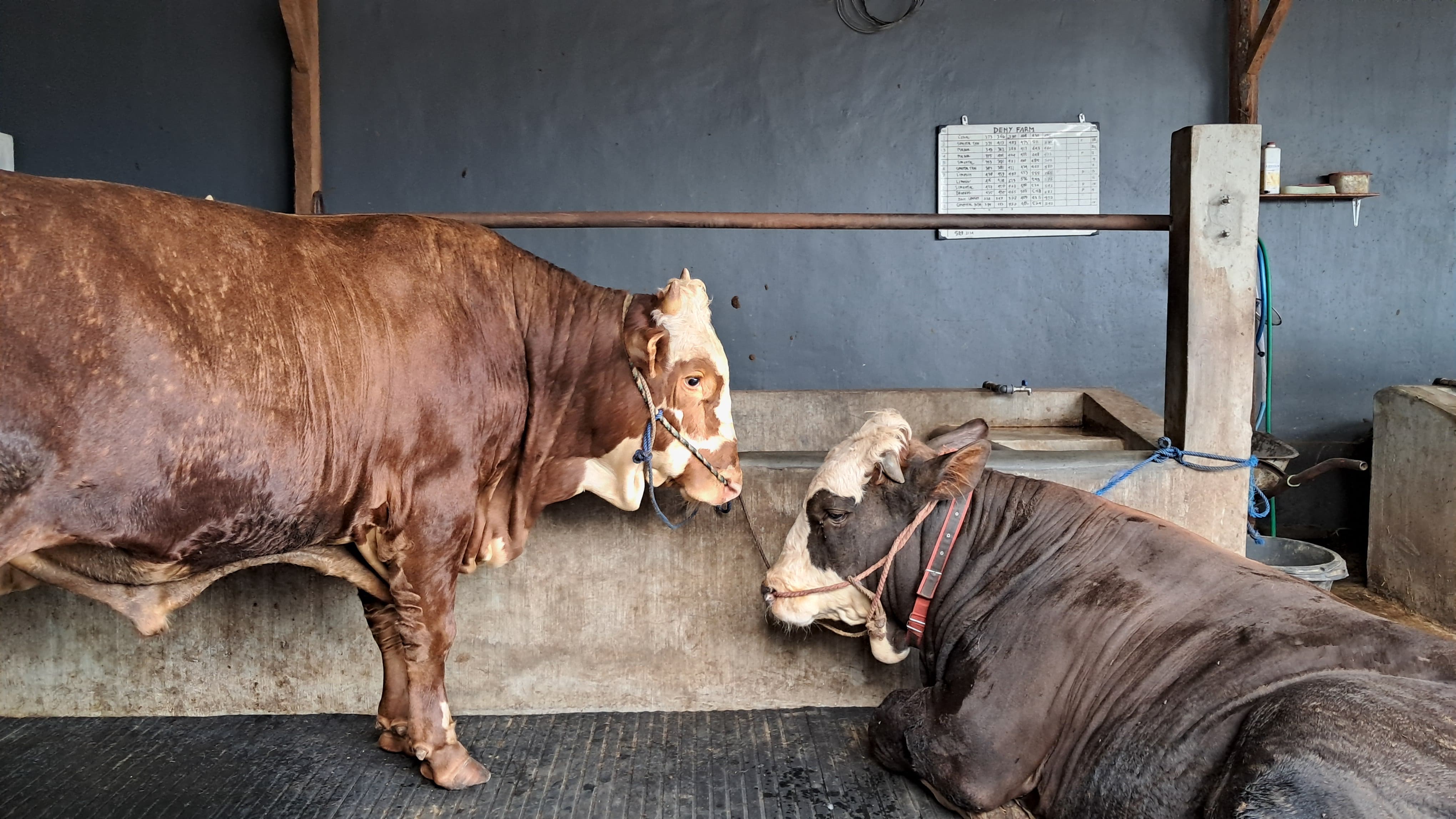 Peran streategis sapi dalam kehidupan.