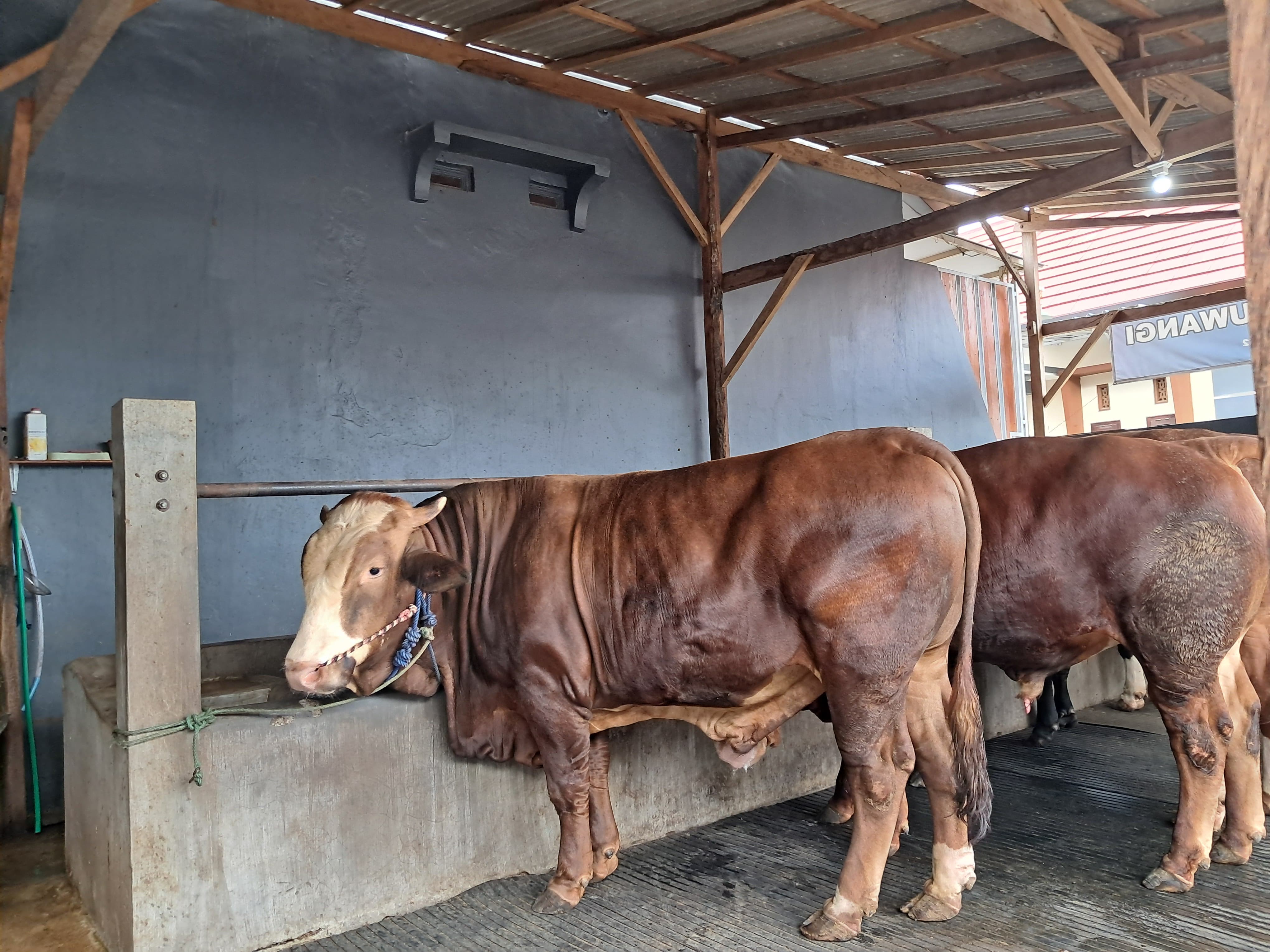 Kecerdasan dan emosional sapi.