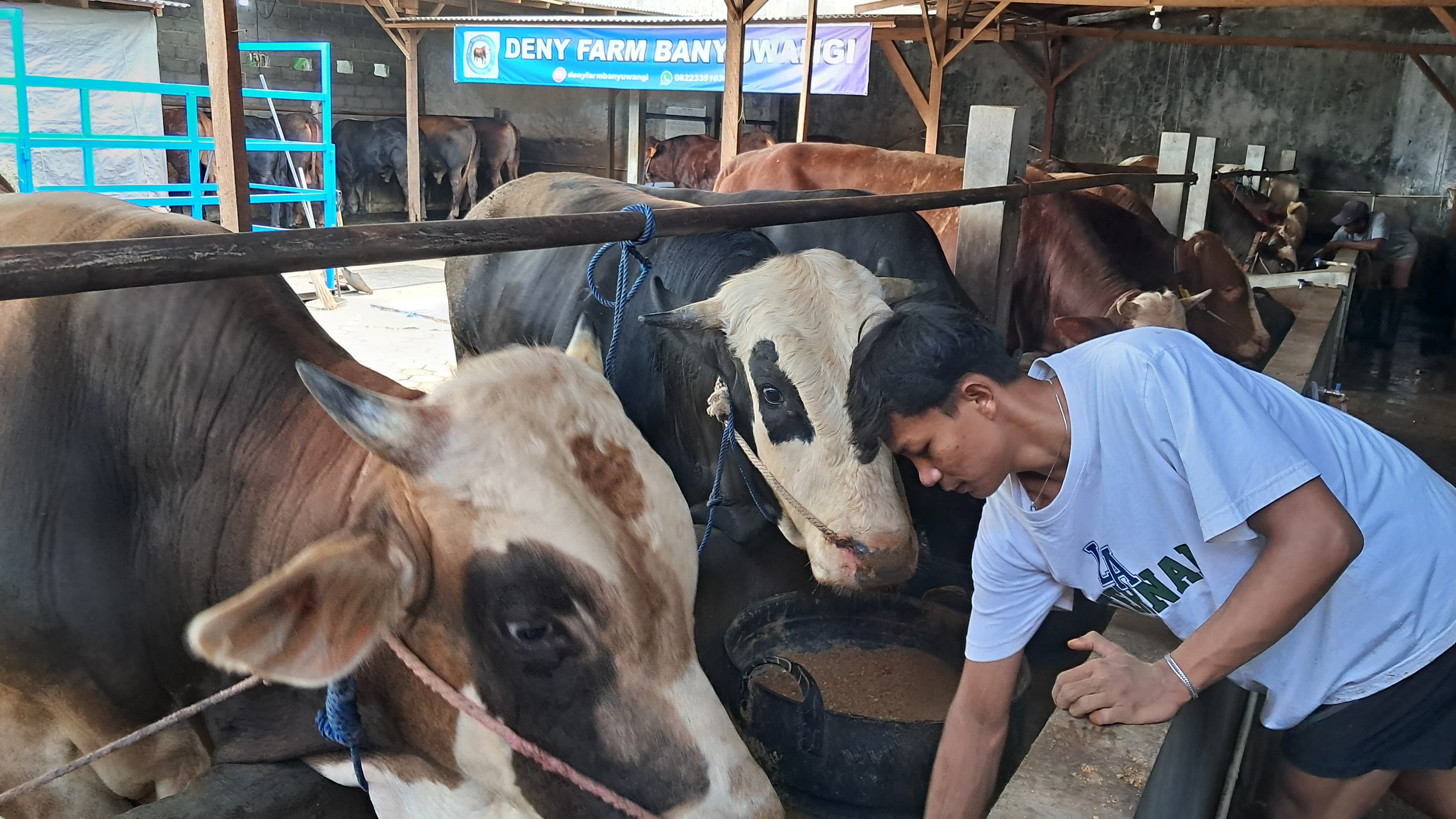 Makanan favorit sapi, mulai pakan utama hingga jajannya.