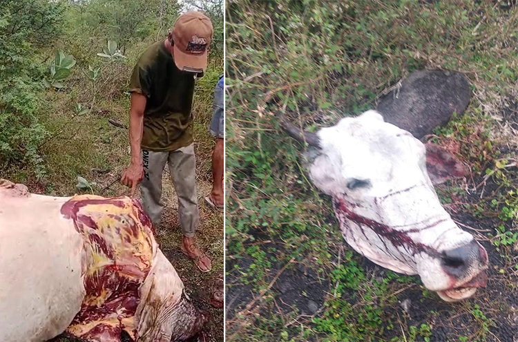 BIKIN RESAH: Warga Desa Sumberwaru, Kecamatan Banyuputih, melihat sapi yang terjagal di tengah Hutan Baluran, Jumat (23/5).