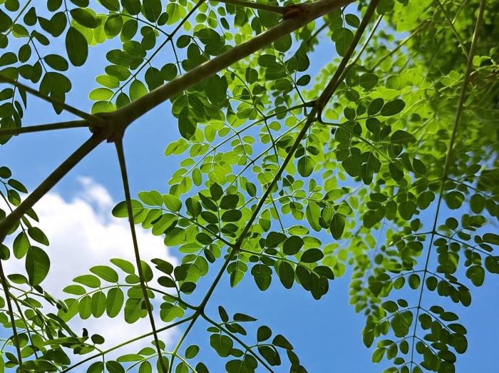 Daun kelor.