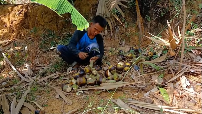 Panen buah lontar.