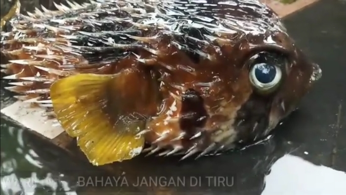 Ikan buntal.
