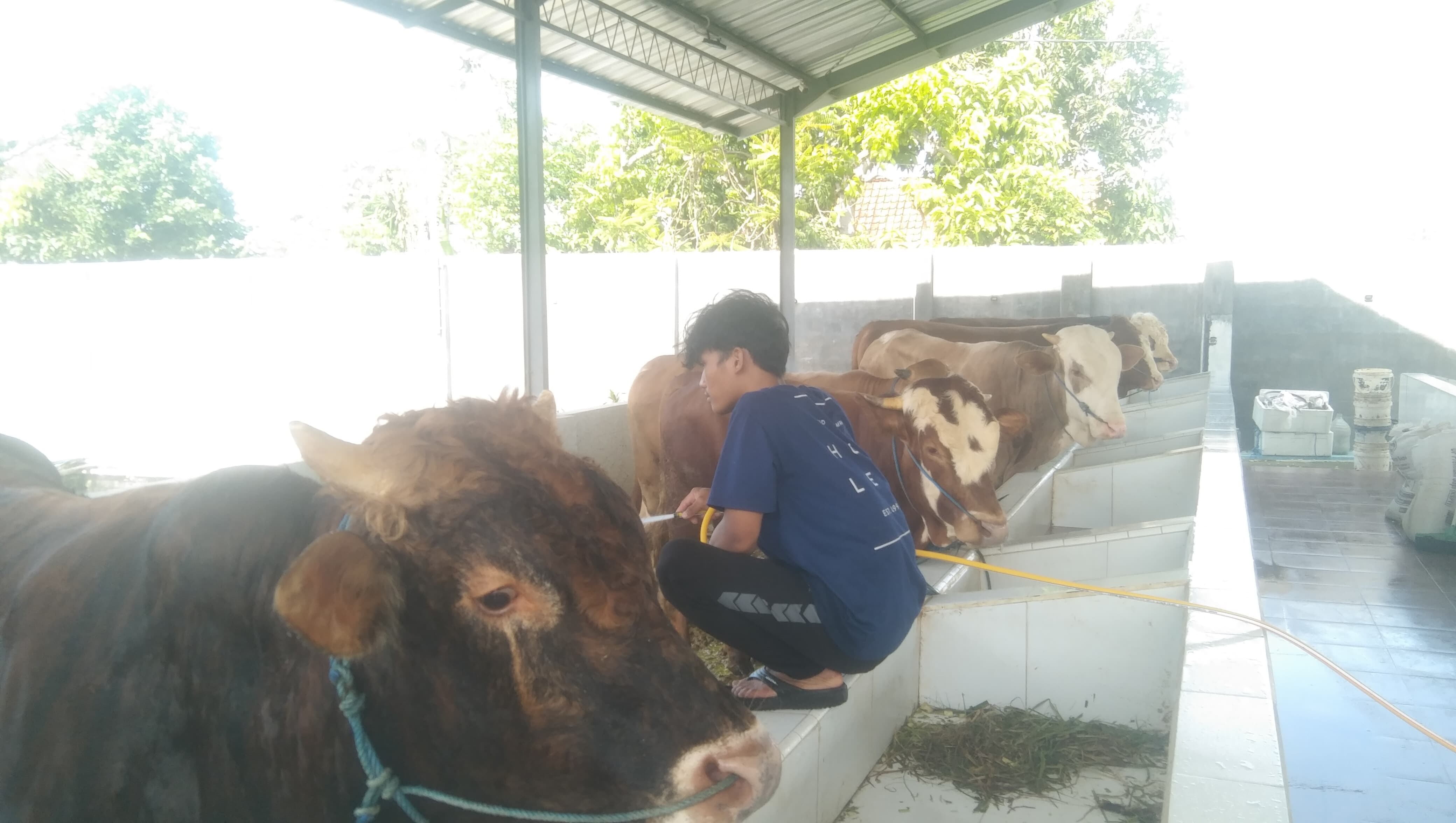 JUMBO: Peternak merawat dan membersihkan kandang sapi di Kelurahan Bakungan, Kecamatan Glagah, Senin (26/5).