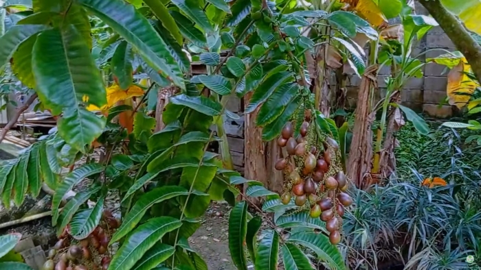 Buah matoa.