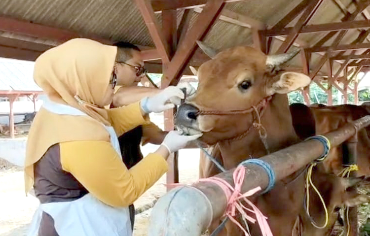 Dokter hewan saat memeriksa hewan ternak untuk memastikan kondisinya sehat di Desa Semiring, Selasa (27/5) lalu.