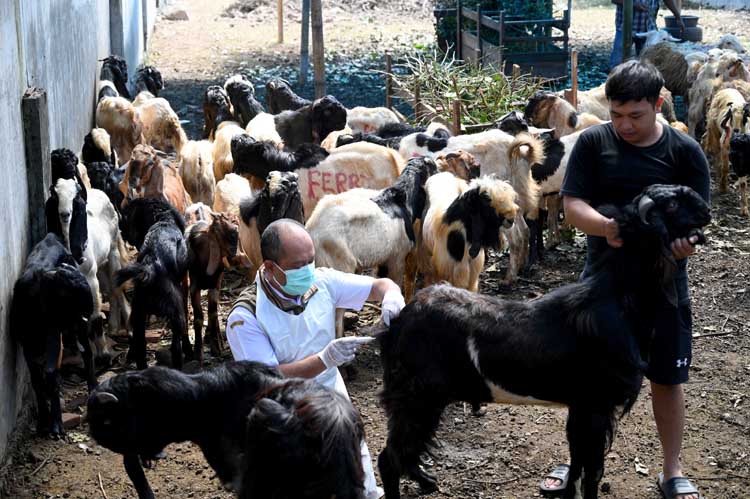 Petugas Dispertan Banyuwangi memeriksa kambing yang dijual pedagang musiman di Jalan Kepiting, sebelah utara Taman Tirtawangi, Kelurahan Sobo, Rabu (28/5).