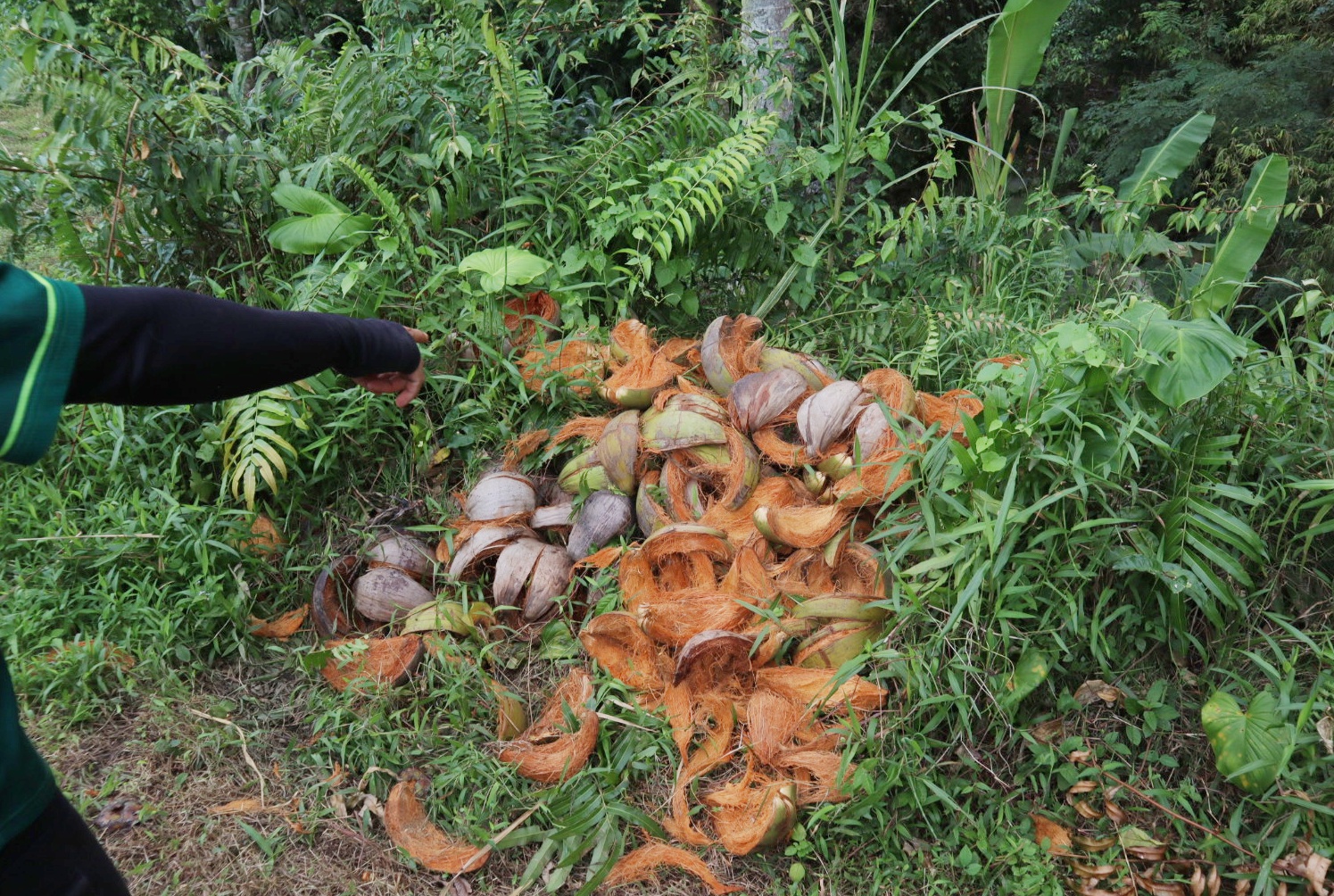 BB: Anas menunjuk kulit kelapa yang ditinggal pencuri di kebunnya Dusun Parastembok, Desa Jambewangi, Kecamatan Sempu kemarin (2/6).