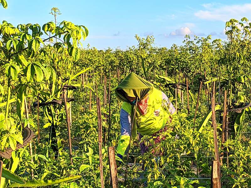 ILUSTRASI petani cabai. Musim hujan perlu diwaspadai karena banyak hama
