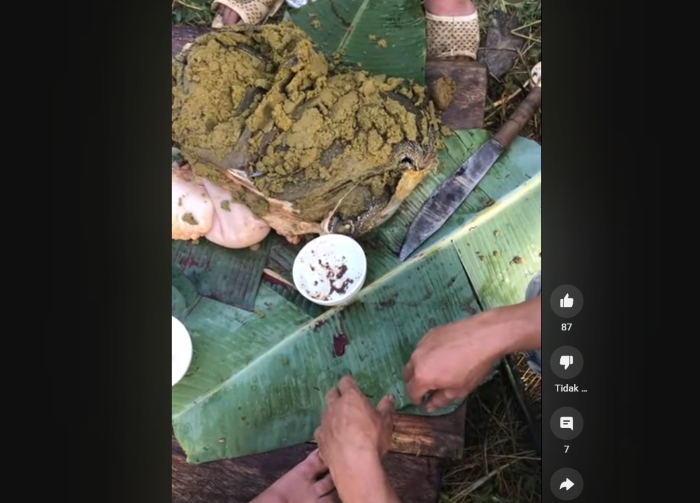 Mengkonsumsi babat sapi mentah.