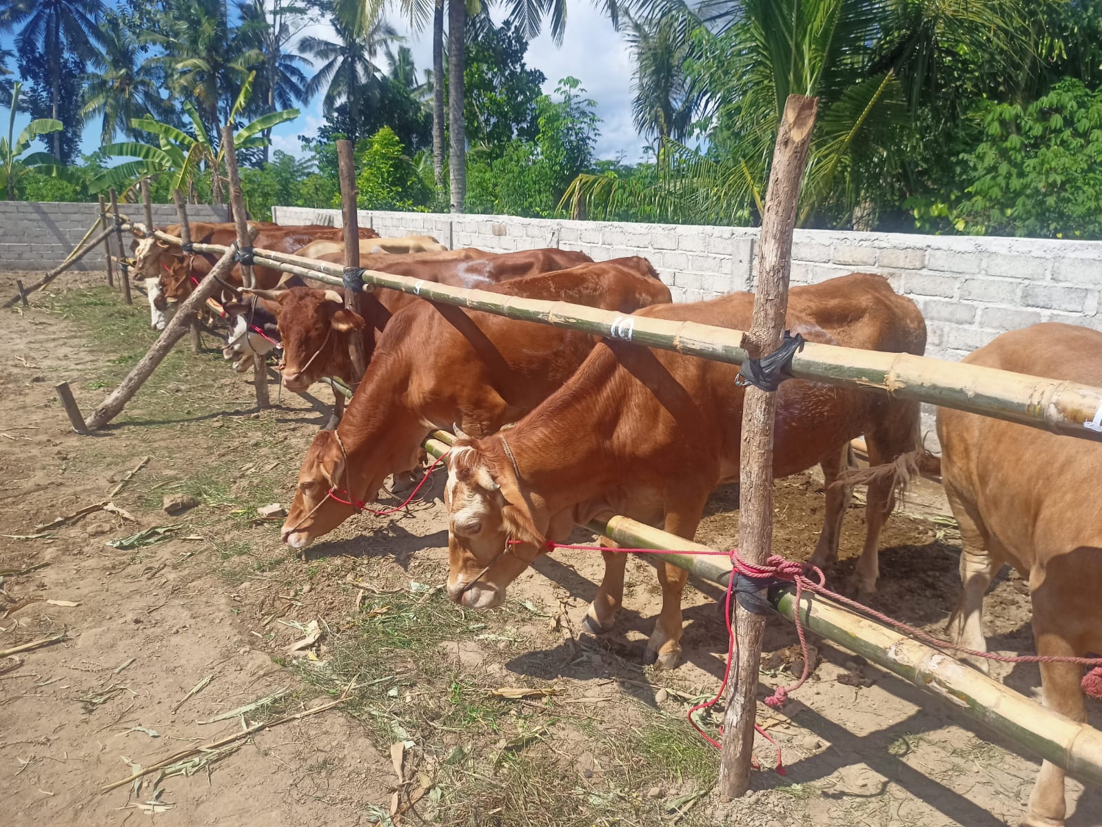 HEWAN KURBAN:  Deretan ekor sapi sebelum disembelih di halaman Masjid An Nur,  Dusun Jatiluhur, Desa Glagahagung, Kecamatan Purwoharjo Jumat (6/6).