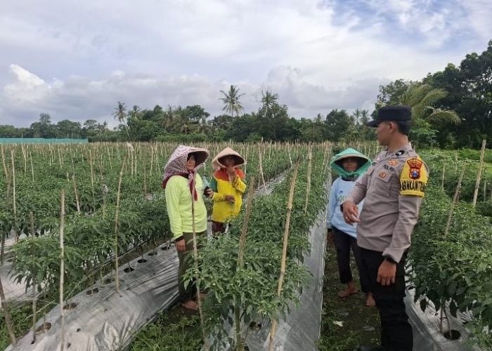 Polresta Banyuwangi mendukung ketahanan pangan dengan memanfaatkan lahan produktif.