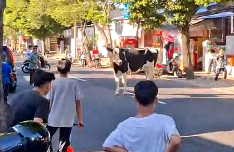 JADI TONTONAN WARGA: Sapi kurban milik Ponpes Adz-Dzikra kabur di jalan raya saat hendak disembelih, Jumat lalu (6/6).
