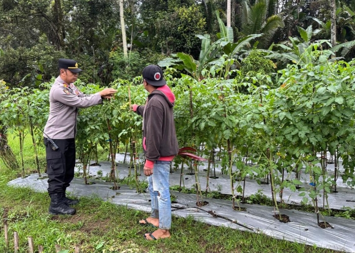 Kapolsek Licin pantau budidaya tomat di Banyuwangi.