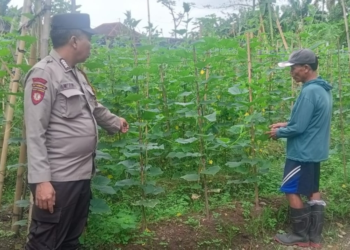 Sinergi warga dan Polri di Banyuwangi sukses wujudkan ketahanan pangan mandiri lewat budidaya sayur di pekarangan rumah.