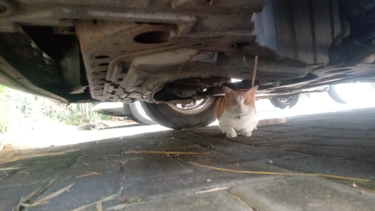 Alasan kucing sangat suka bersembunyi di kolong mobil, berbahaya tapi nyaman bagi mereka.