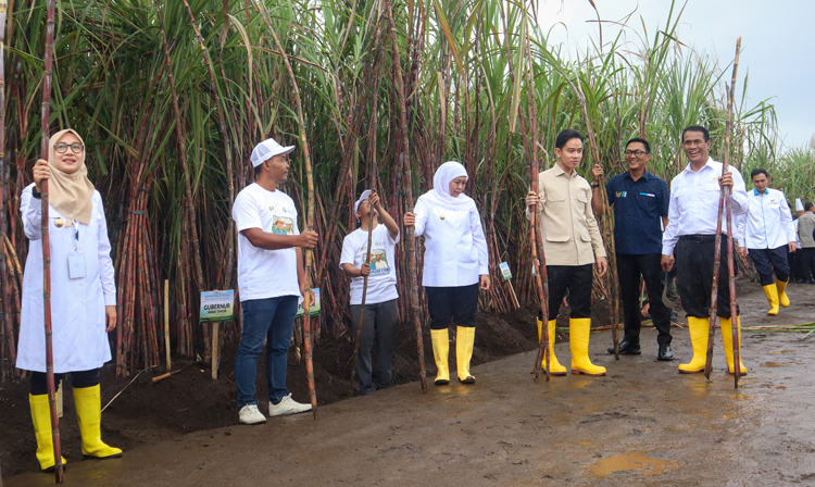 Wapres Gibran (lima dari kiri) bersama Gubernur Jatim Khofifah Indar Parawansa (empat dari kiri) dan Bupati Banyuwangi Ipuk Fiestiandani (kiri) di Kebun Tebu Jolondoro Glenmore.