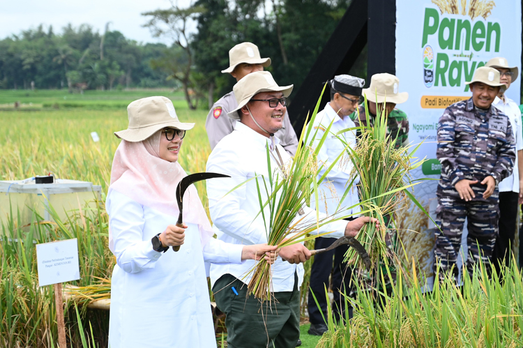 Bupati Ipuk Fiestiandani beserta akademisi dan mitra terkait memaden padi pada rangkaian peluncuran Beras Fortifikasi Sunwangi di Desa Alasmalang, Singojuruh, Rabu (25/6)