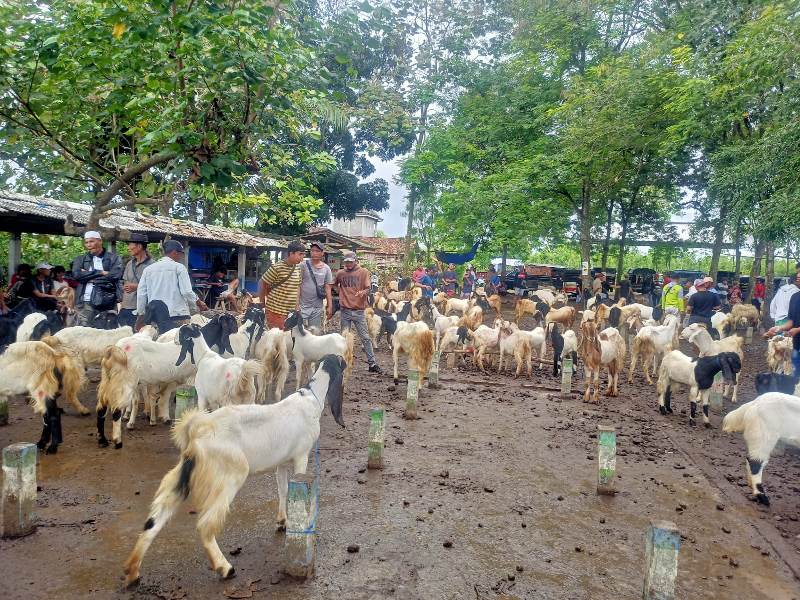 ANJLOK: Pasar hewan di Pasar Hewan Wringinpitu, Kecamatan Tegaldlimo ramai dengan harga terus turun Rabu (25/6).