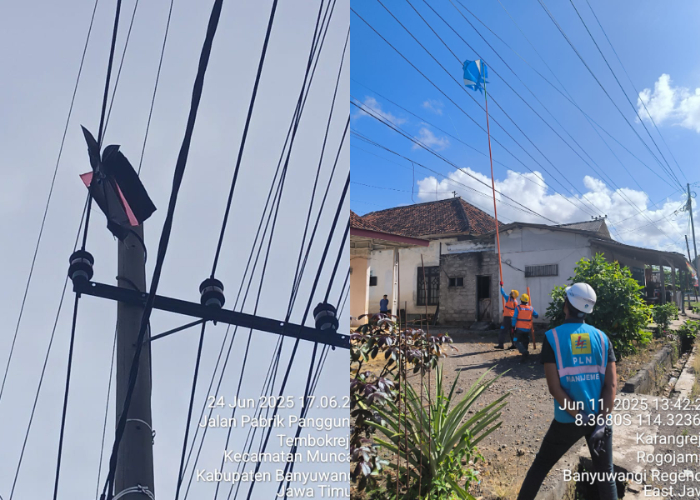 179 layangan tersangkut di jaringan listrik PLN Banyuwangi.