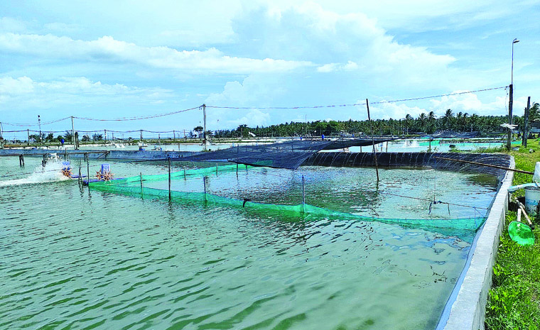 DIVERSIFIKASI PASAR: Tambak udang Banyuwangi memiliki potensi ekonomi tinggi.