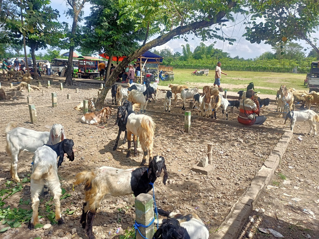 Harga kambing di Pasar Hewan Desa Wringinpitu, Kecamatan Tegaldlimo murah dan kambing muda banyak dicari pembeli.