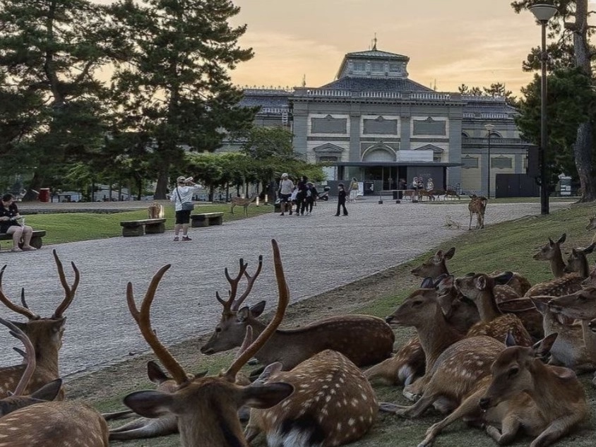 Nara Park Japan