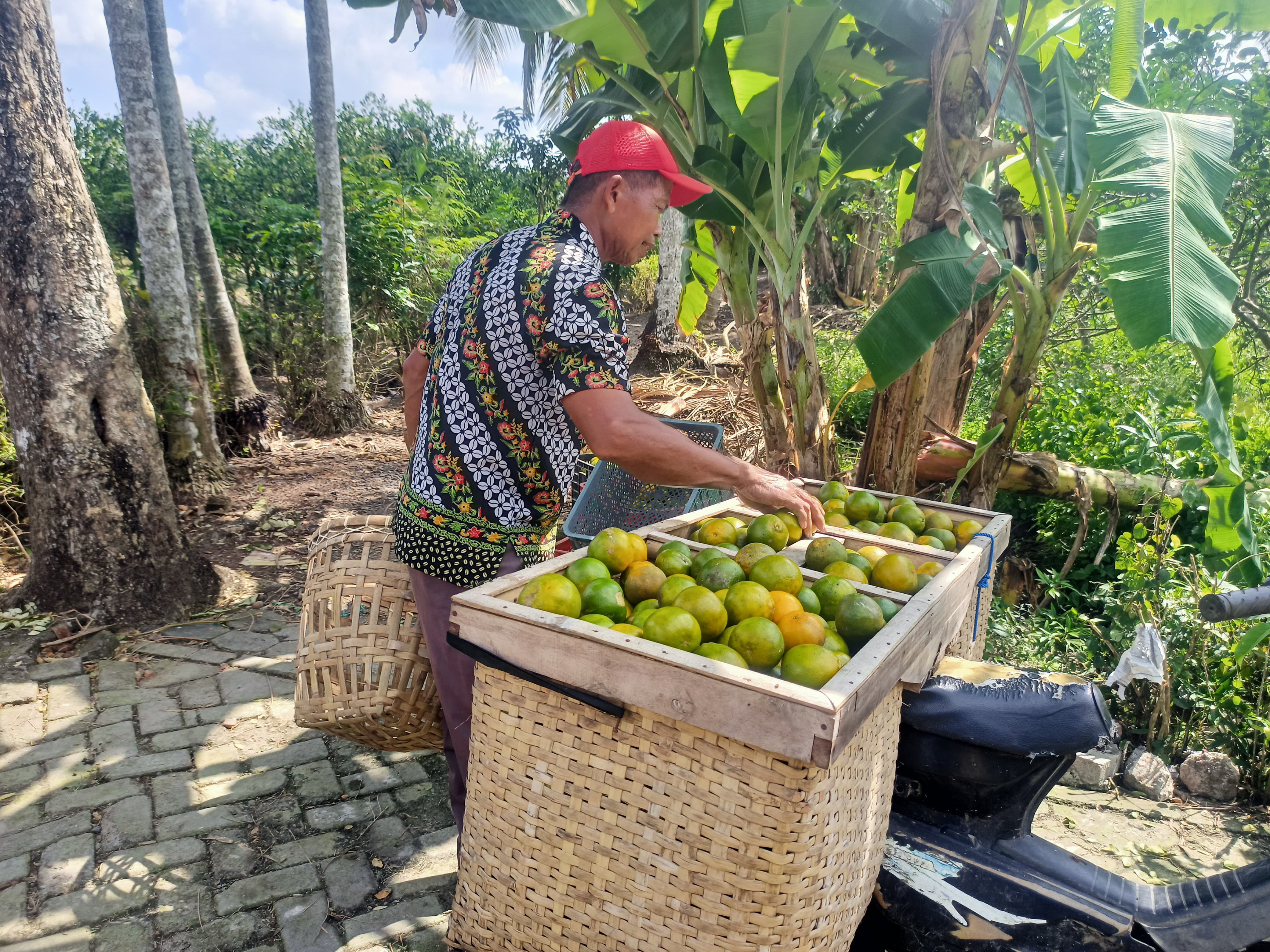 Salah satu pedagang jeruk sedang menyortir buah jeruk hasil panenan petani di Bangorejo Banyuwangi.