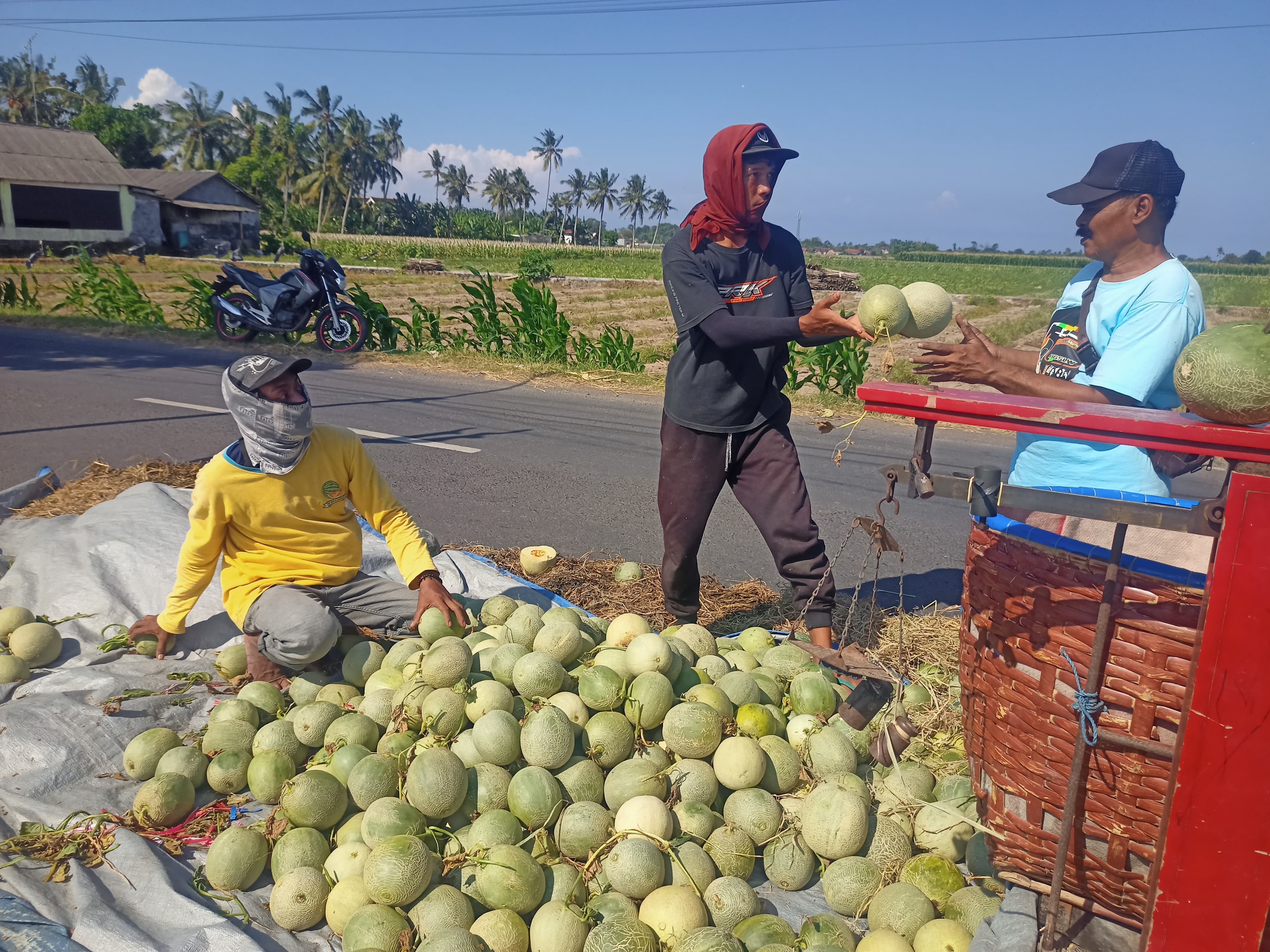 Pedagang melon sedang mensortir hasil panen petani di tepi jalan Dusun Palurejo, Desa Tembokrejo, Kecamatan Muncar.