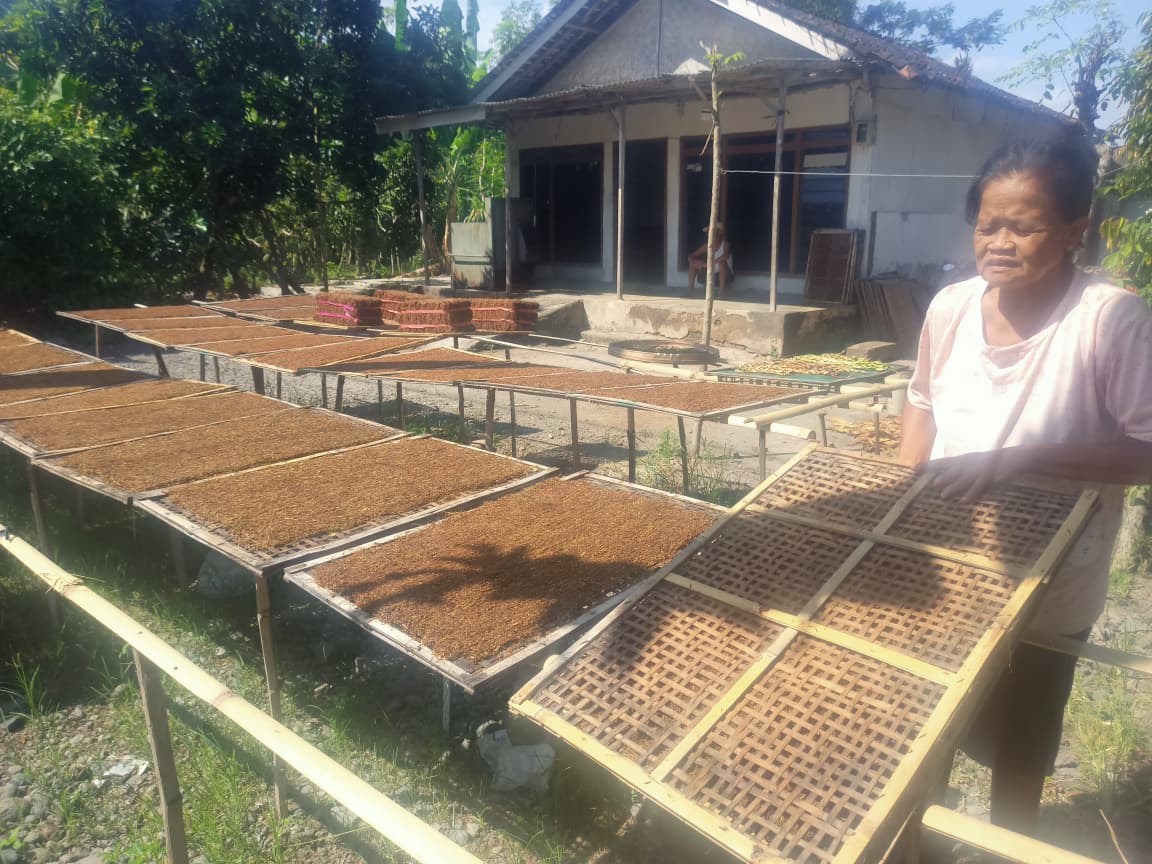 Ponirah asal Dusun Sumberjoyo, Desa Kumendung, Kecamatan Muncar menjemur tembakau di halaman rumahnya.