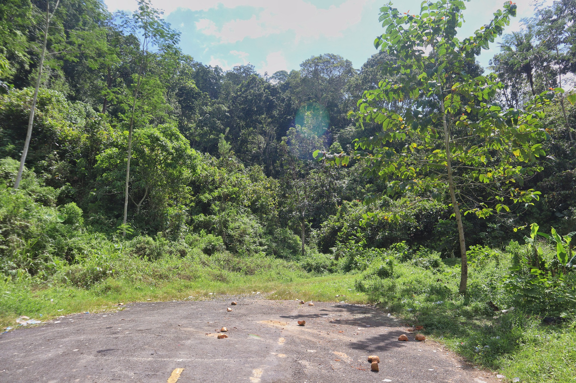 Ujung JLS Banyuwangi di wilayah PTPN 1 Regional 5 Kebun Kendenglembu.