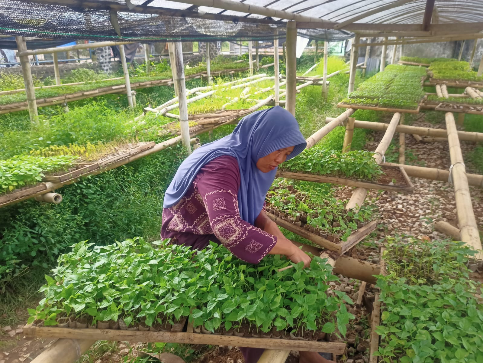 Salah satu penjual bibit cabai rawit di Dusun Kelayakan, Desa/Singojuruh Sukini mengaku dibanjiri pesanan saat harga cabai murah.