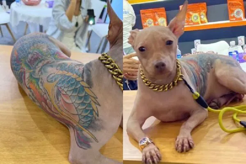 Anjing kontroversi.