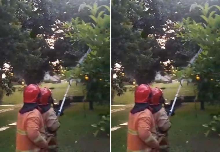 BASMI ULAT: Petugas Damkarmat Banyuwangi melakukan penyemprotan ulat bulu di pohon yang tumbuh di sekitar Pendapa Sabha Swagata Blambangan, Jumat (5/9).