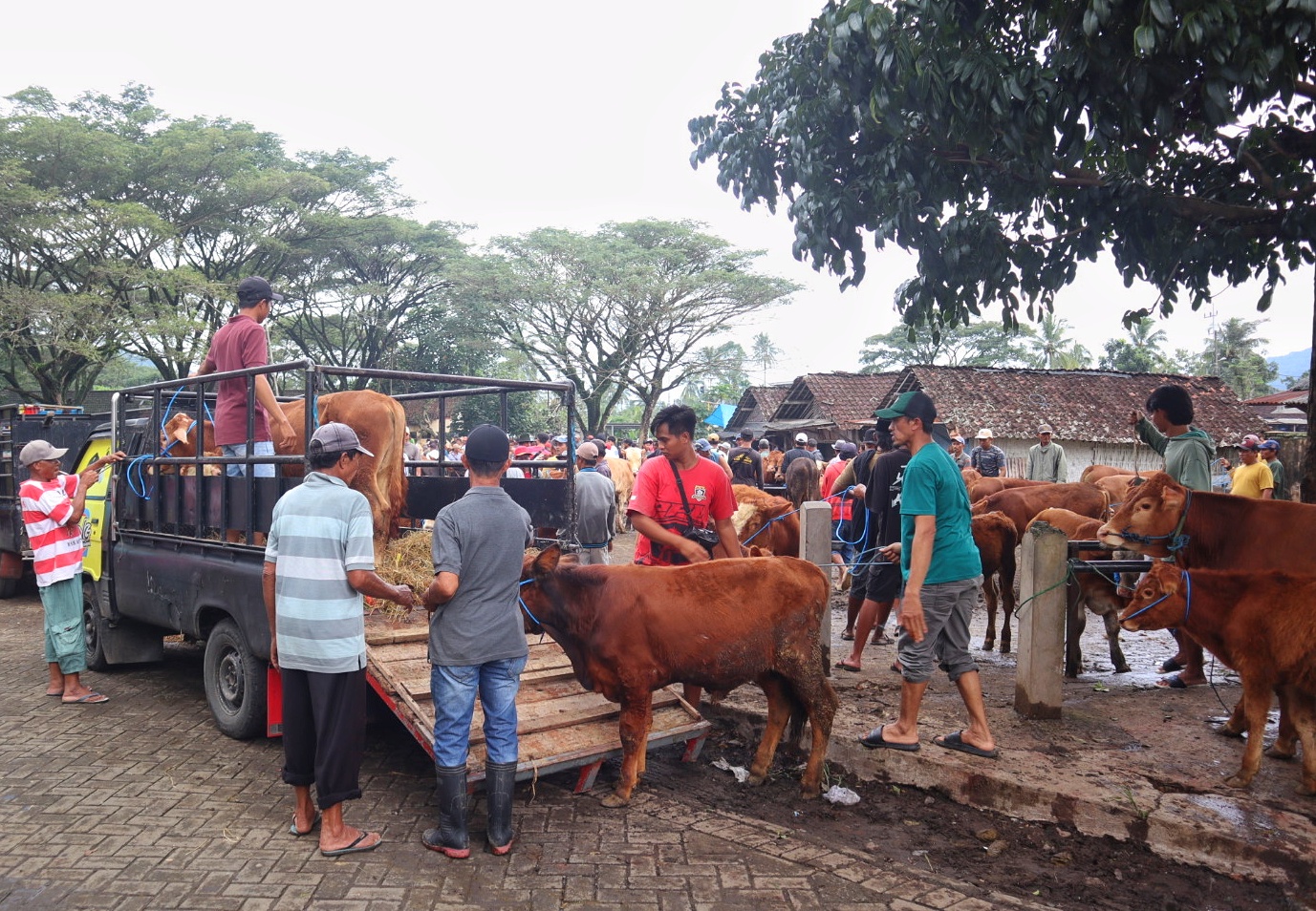 Pedagang sapi memamerkan dagangannya di Pasar Hewan Desa Karangharjo, Kecamatan Glenmore.