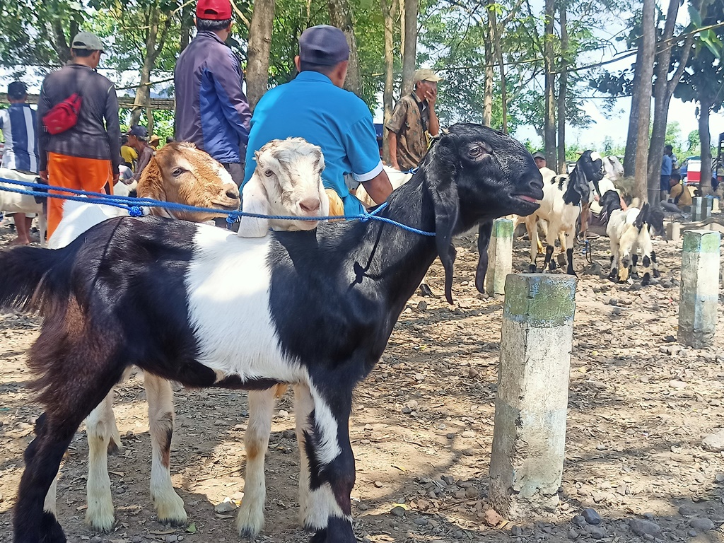 Pedagang kambing menunggu pembeli di Pasar Hewan Desa Wringinpitu, Kecamatan Tegaldlimo.