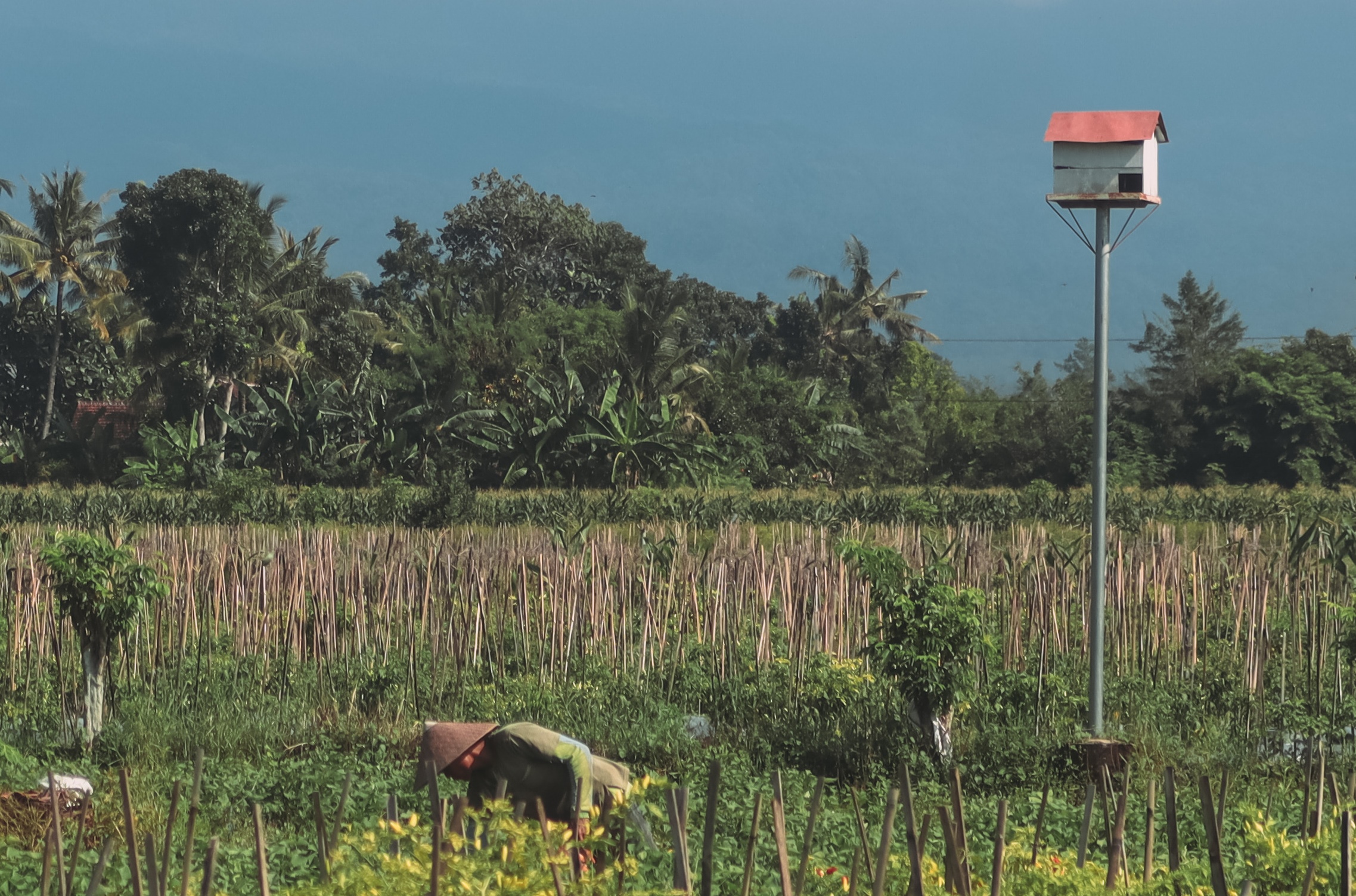 Petani di Dusun Salamrejo, Desa Sumbergondo, Kecamatan Glenmore menerapkan gerdal pada serangan hama tikus dengan tyto alba.