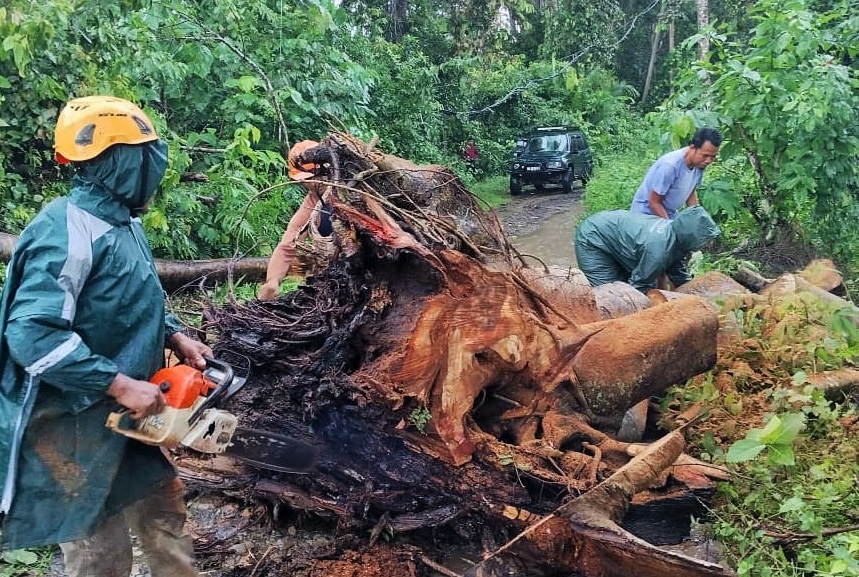 Warga dibantu Destana Sarongan, Kecamatan Pesanggaran sigap dengan mengevakuasi pohon berukuran besar di jalan tengah hutan menuju Dusun Sukamade, Desa Sarongan, Kecamatan Pesanggaran.