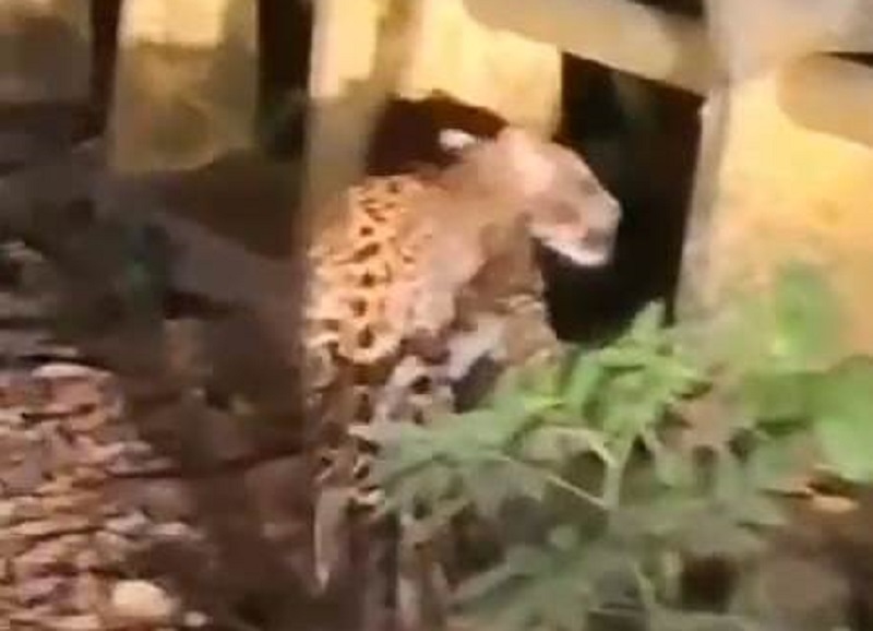 Macan Tutul Jawa tertangkap kamera di jalan utama dekat Resort Pancur, TN AP Desa Kalipait, Kecamatan Tegaldlimo.