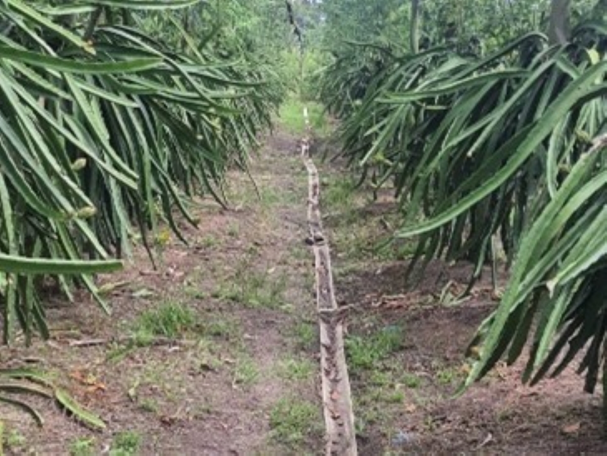 Kondisi lahan buah naga dengan saluran plastik untuk mengalirkan air dari sungai menggunakan mesin sedot diesel.