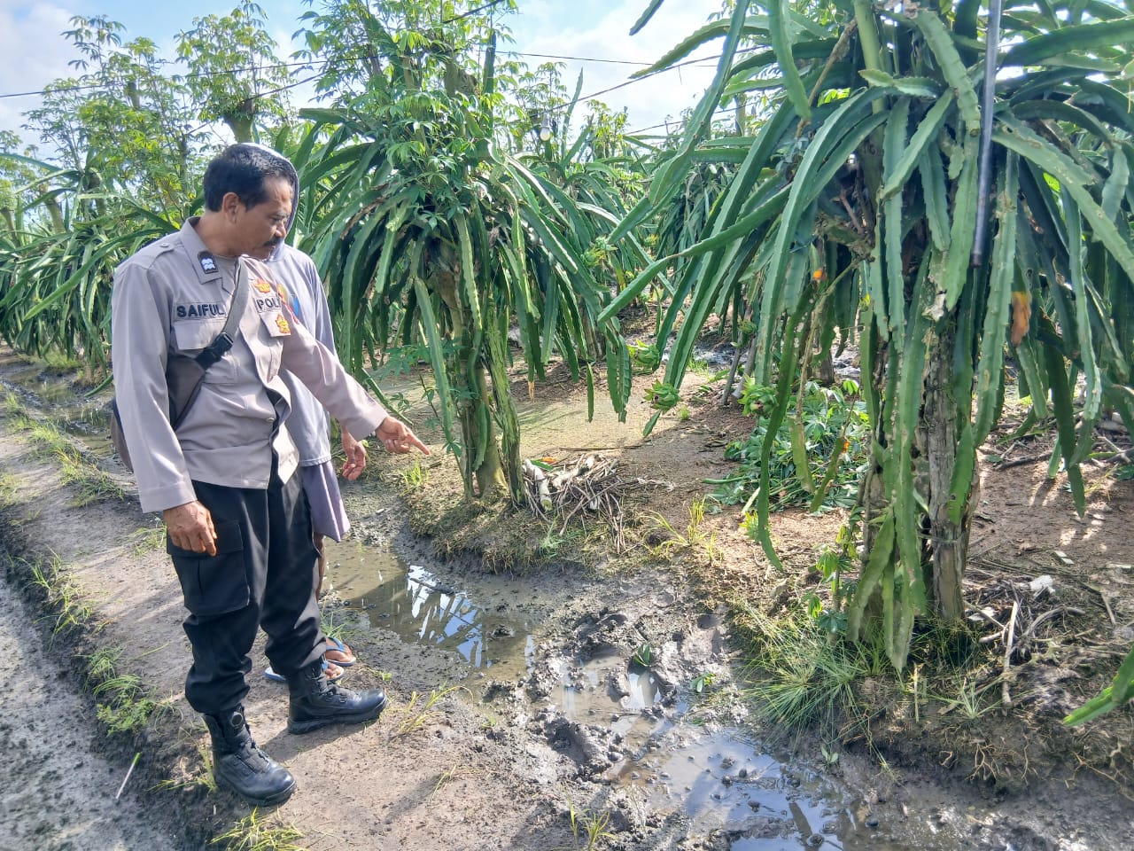Anggota Polsek Purwoharjo melakukan olah TKP di lokasi tewasnya KS.