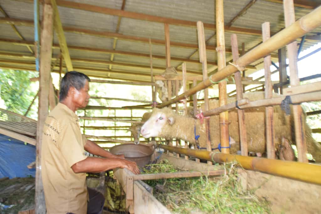 Salah satu peternak kambing Sujari asal Dusun/Desa/Kecamatan Bangorejo memberi pakan pada ternaknya.