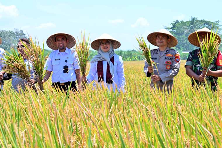 Bupati Ipuk Fiestiandani didampingi Plt Kepala Dispertan Ilham Juanda bersama personel TNI/Polri memanen padi bareng para petani di Desa Mangir, Rogojampi, Rabu (24/9).