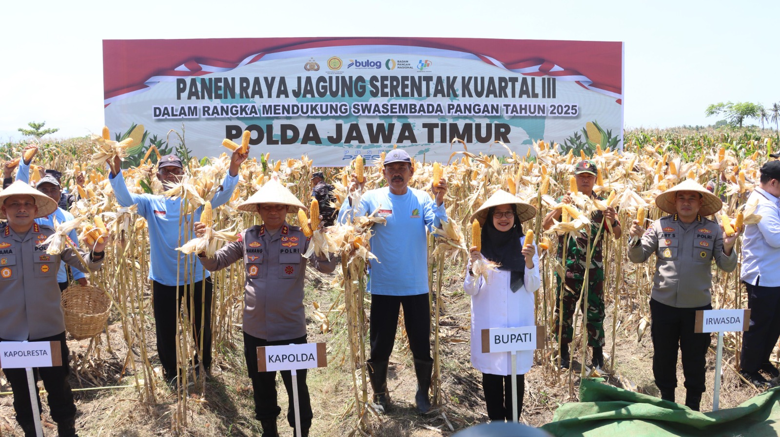 Kapolda Jatim Irjen Pol Nanang Avianto didampingi Kapolresta Kombespol Rama Samtama Putra, Bupati Ipuk Fiestiandani, dan Irwasda Kombespol Ary Satriyan dan petani binaan memanen jagung di lahan.