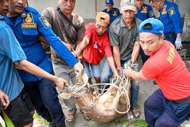 DIEVAKUASI: Rusa liar menyelinap masuk ke gang-gang sempit Kampung Mandar, Minggu (28/9).